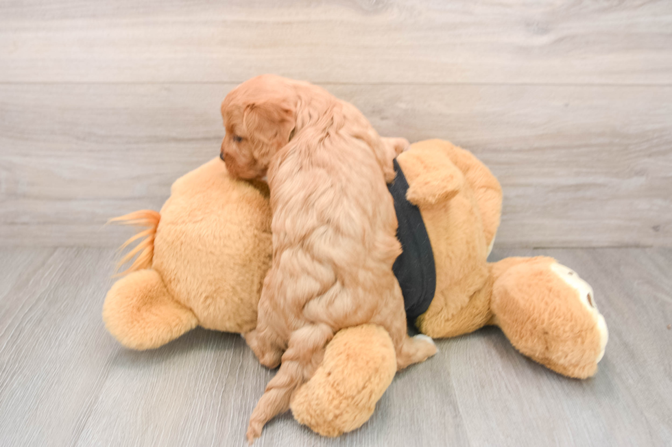 Cavapoo Puppy for Adoption