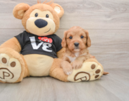 8 week old Cavapoo Puppy For Sale - Windy City Pups