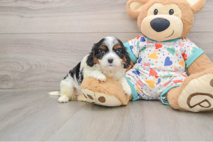 Cavapoo Pup Being Cute
