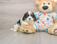 7 week old Cavapoo Puppy For Sale - Windy City Pups