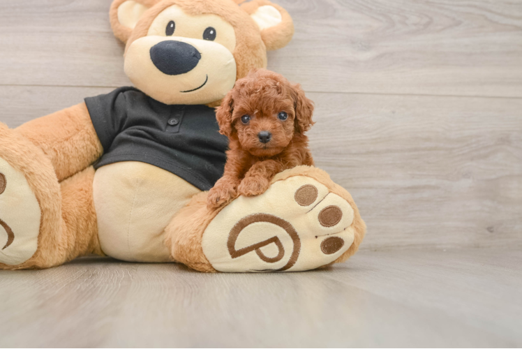 Best Cavapoo Baby