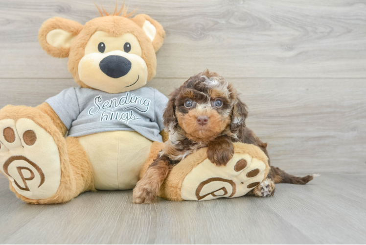 Playful Cavapoodle Poodle Mix Puppy
