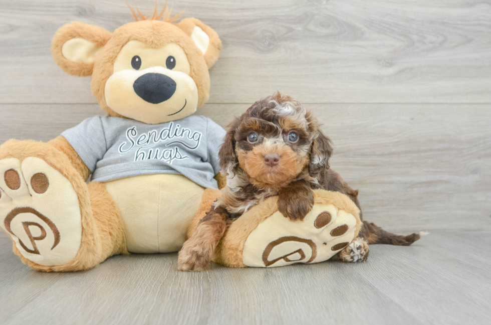 7 week old Cavapoo Puppy For Sale - Windy City Pups