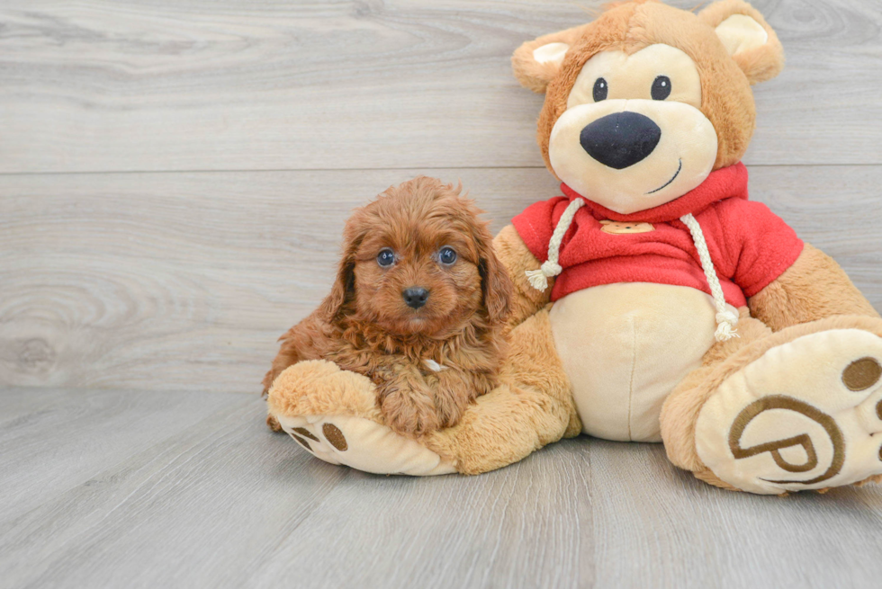 Cute Cavapoo Baby