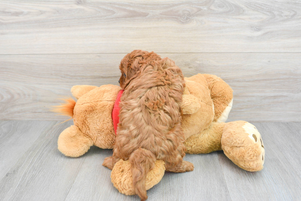 Cavapoo Pup Being Cute