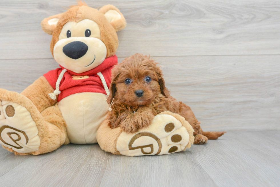 Cavapoo Puppy for Adoption