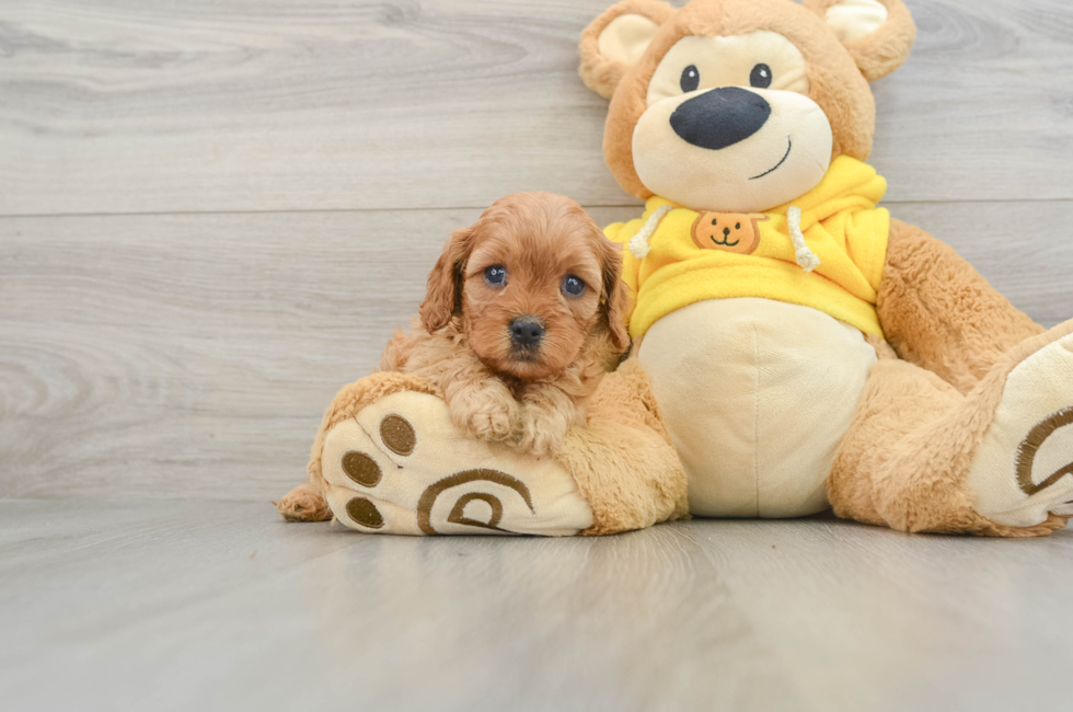 5 week old Cavapoo Puppy For Sale - Windy City Pups