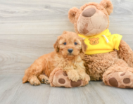 9 week old Cavapoo Puppy For Sale - Windy City Pups