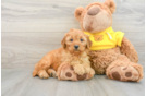 Cavapoo Puppy for Adoption