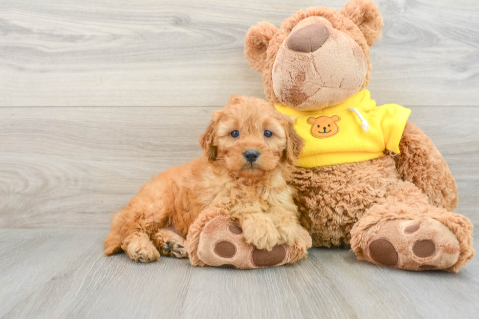 Cavapoo Puppy for Adoption