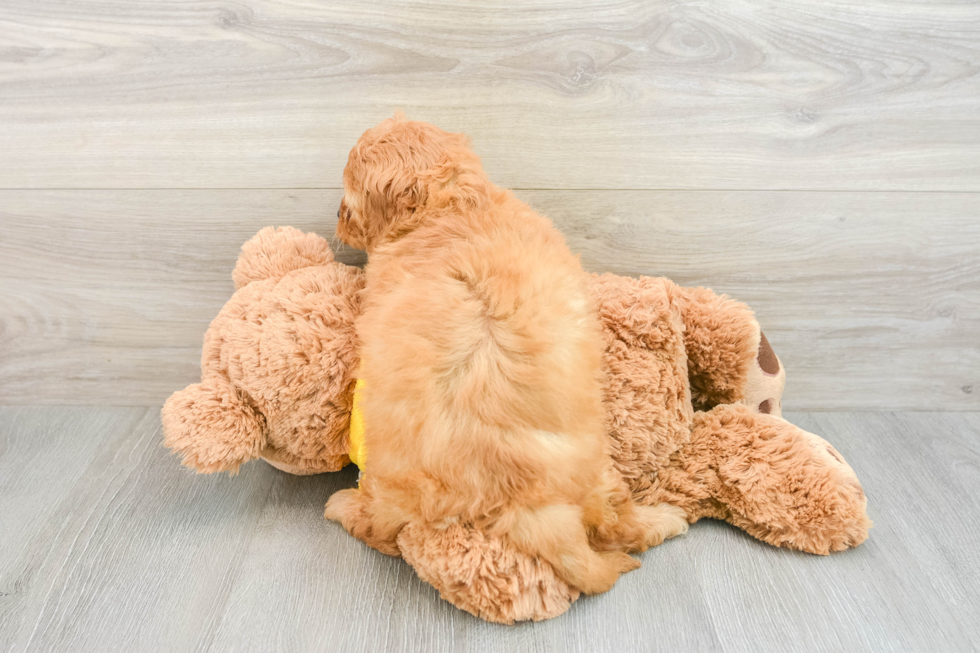 Sweet Cavapoo Baby