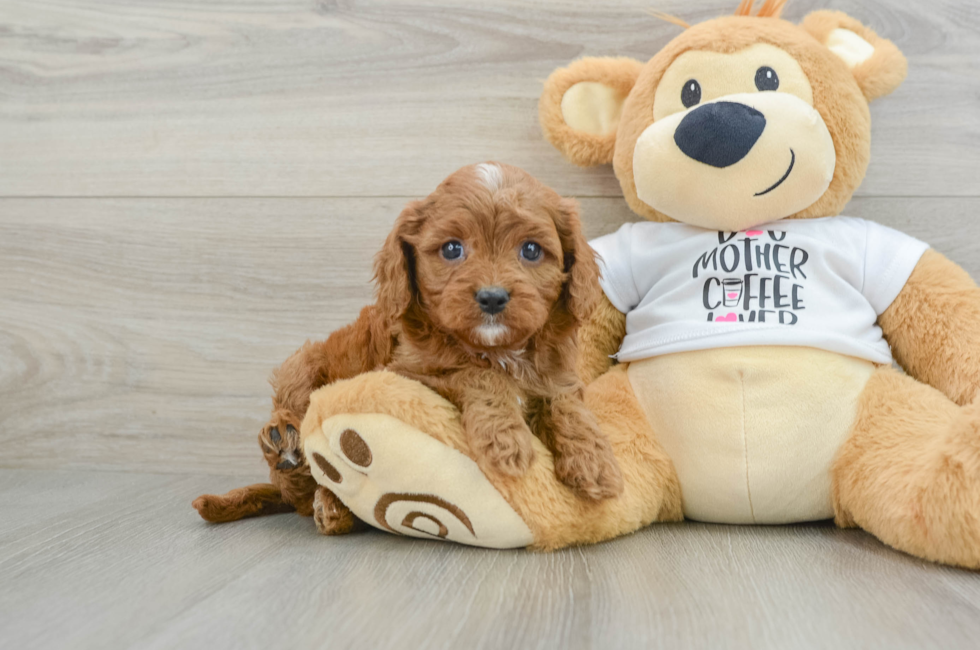 5 week old Cavapoo Puppy For Sale - Windy City Pups