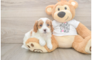 Best Cavapoo Baby