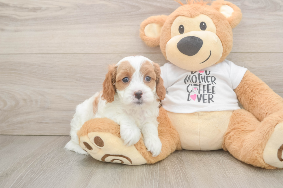 Best Cavapoo Baby