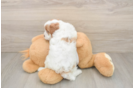 Cavapoo Pup Being Cute