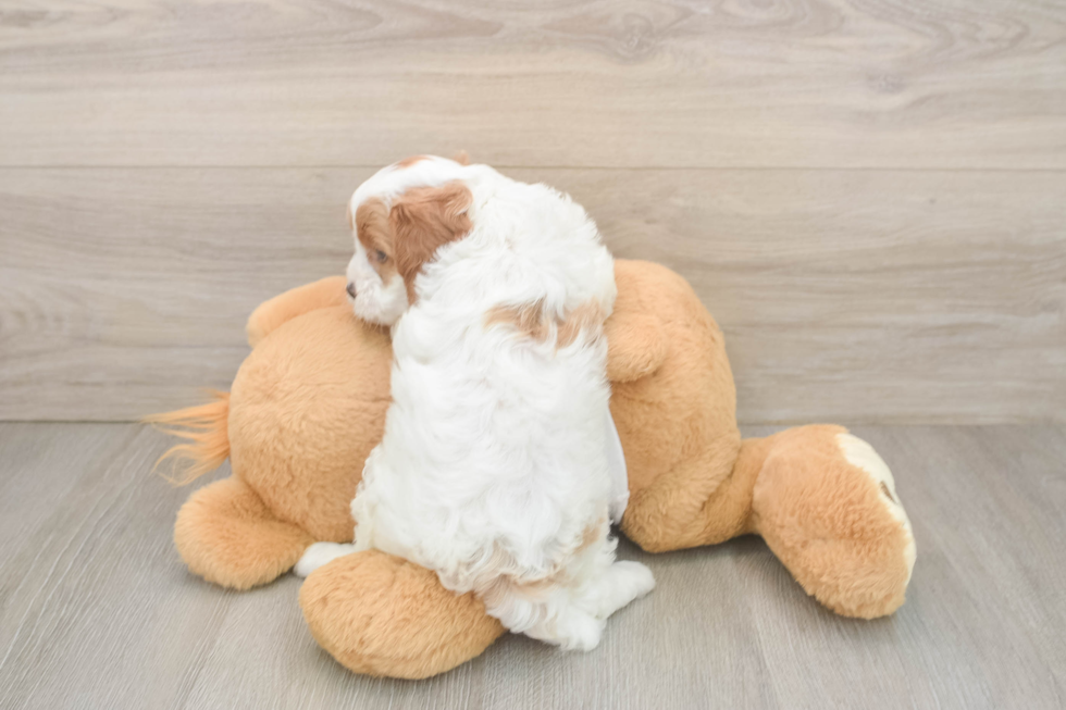 Cavapoo Pup Being Cute