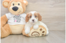 Best Cavapoo Baby
