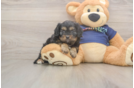 Little Cavipoo Poodle Mix Puppy