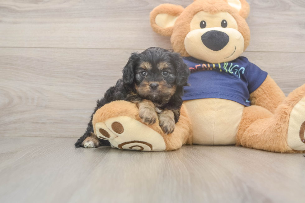Little Cavipoo Poodle Mix Puppy