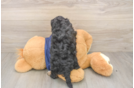 Cavapoo Pup Being Cute