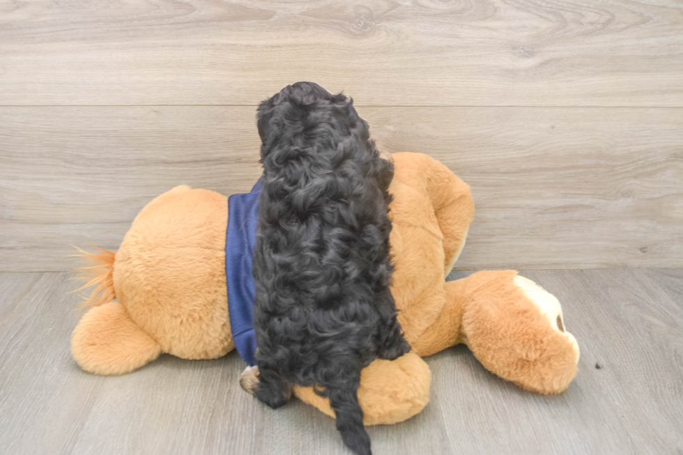 Cavapoo Pup Being Cute