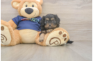 Best Cavapoo Baby
