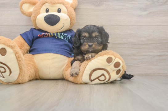 Best Cavapoo Baby
