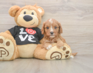 7 week old Cavapoo Puppy For Sale - Windy City Pups