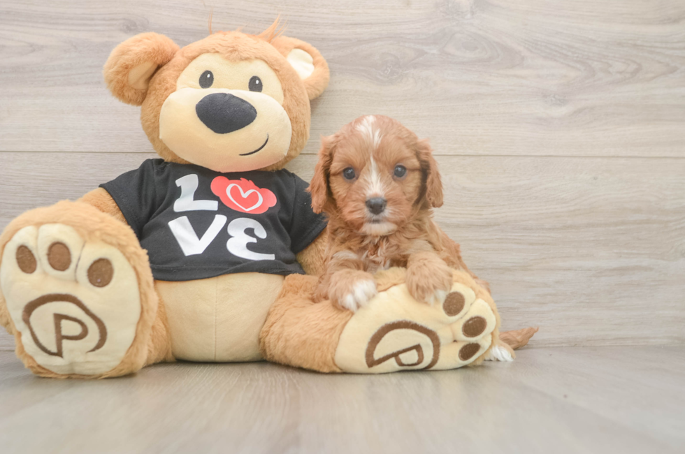 5 week old Cavapoo Puppy For Sale - Windy City Pups