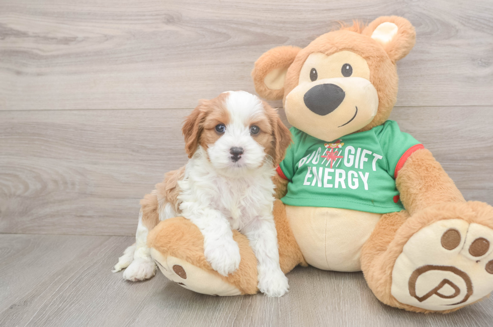 5 week old Cavapoo Puppy For Sale - Windy City Pups