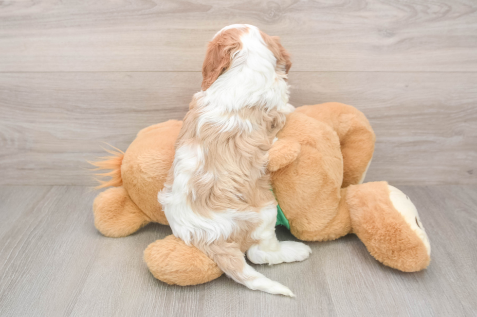 Hypoallergenic Cavadoodle Poodle Mix Puppy