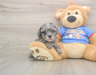 7 week old Cavapoo Puppy For Sale - Windy City Pups