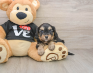 8 week old Cavapoo Puppy For Sale - Windy City Pups