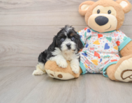 8 week old Cavapoo Puppy For Sale - Windy City Pups