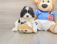 7 week old Cavapoo Puppy For Sale - Windy City Pups