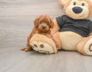 7 week old Cavapoo Puppy For Sale - Windy City Pups