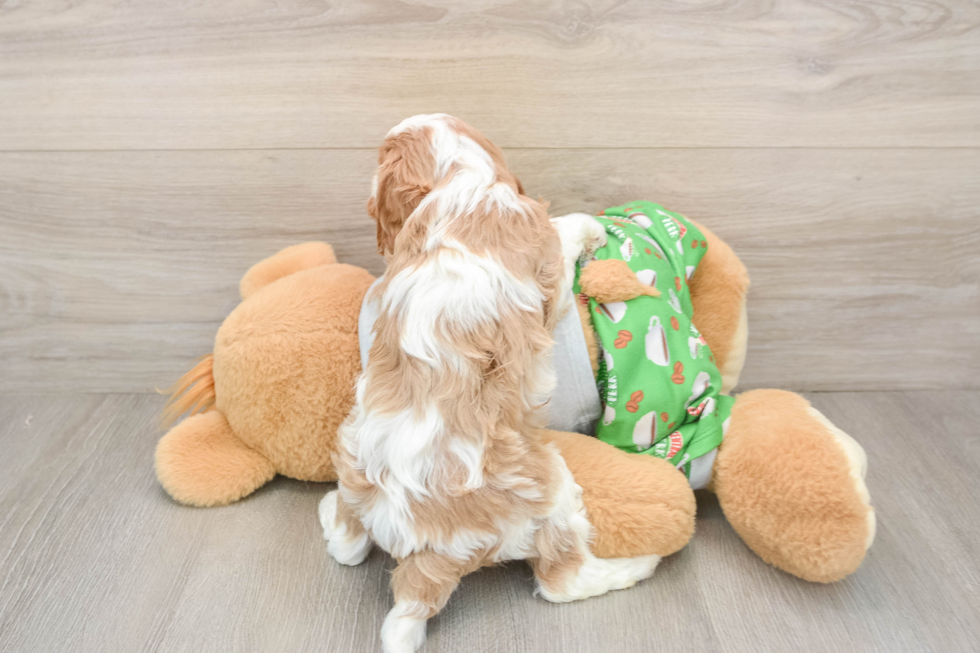 Cavapoo Puppy for Adoption