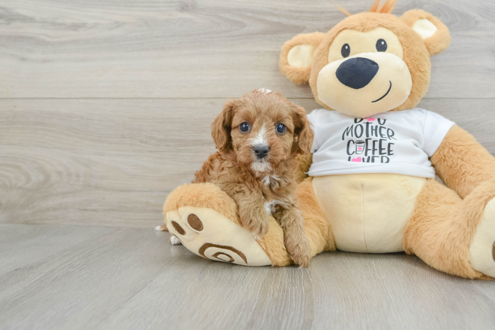 Petite Cavapoo Poodle Mix Pup