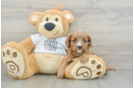 Cavapoo Puppy for Adoption