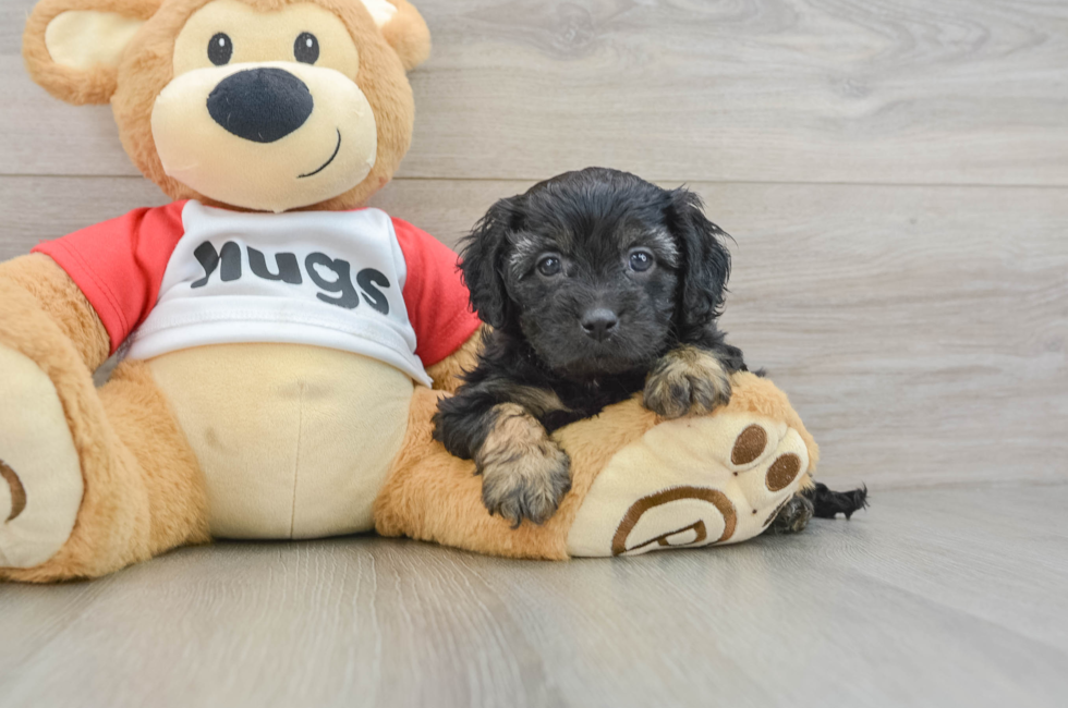 6 week old Cavapoo Puppy For Sale - Windy City Pups