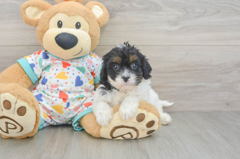 7 week old Cavapoo Puppy For Sale - Windy City Pups
