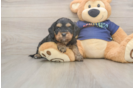 Cavapoo Puppy for Adoption