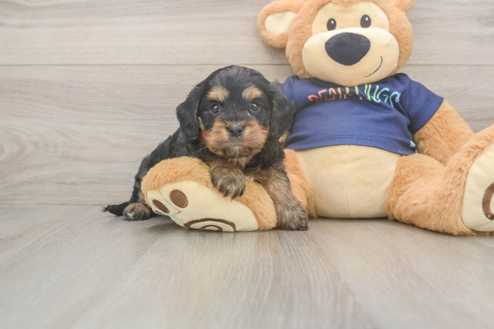 Cavapoo Puppy for Adoption