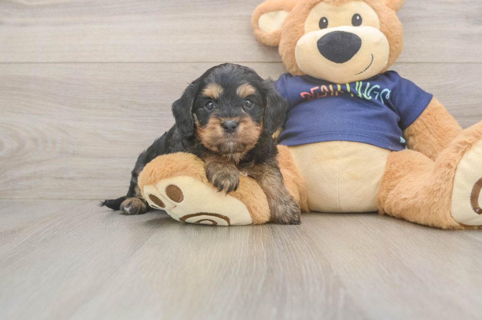 5 week old Cavapoo Puppy For Sale - Windy City Pups