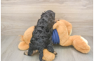 Best Cavapoo Baby