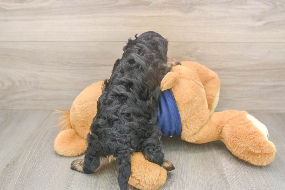Best Cavapoo Baby