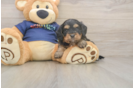 Small Cavapoo Baby