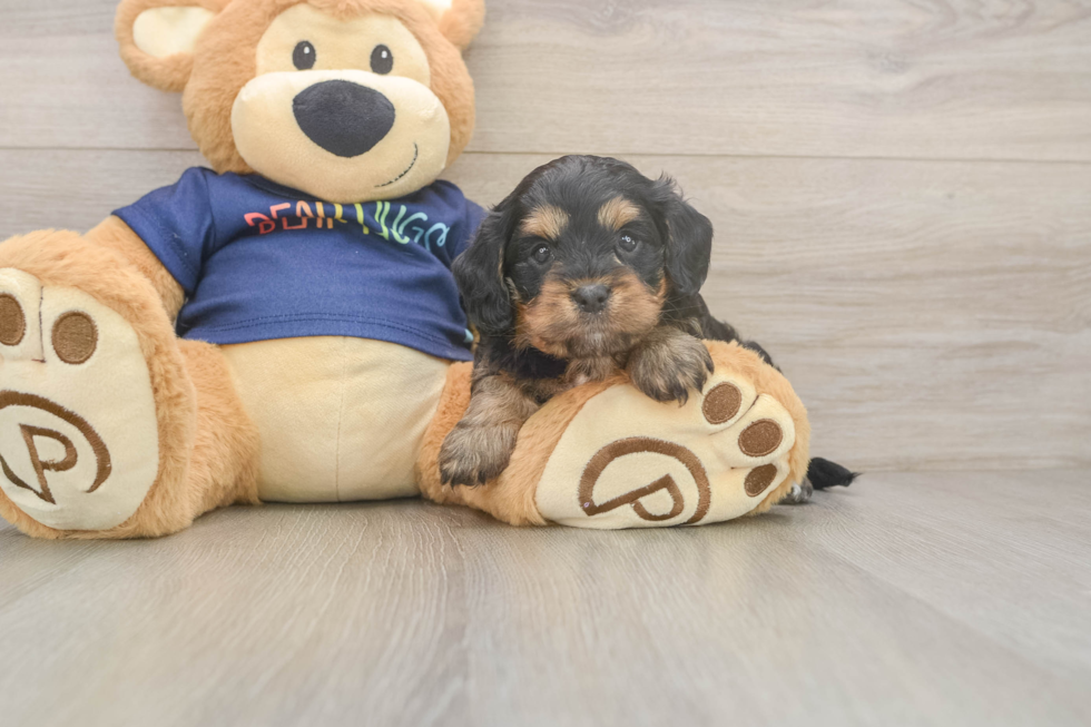 Small Cavapoo Baby