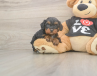 7 week old Cavapoo Puppy For Sale - Windy City Pups