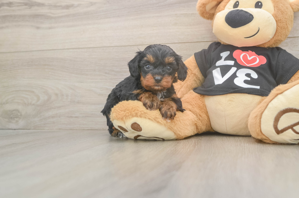 5 week old Cavapoo Puppy For Sale - Windy City Pups
